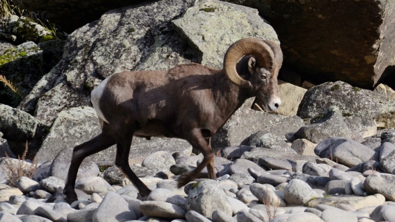 Big Horn Sheep on the Salmon River