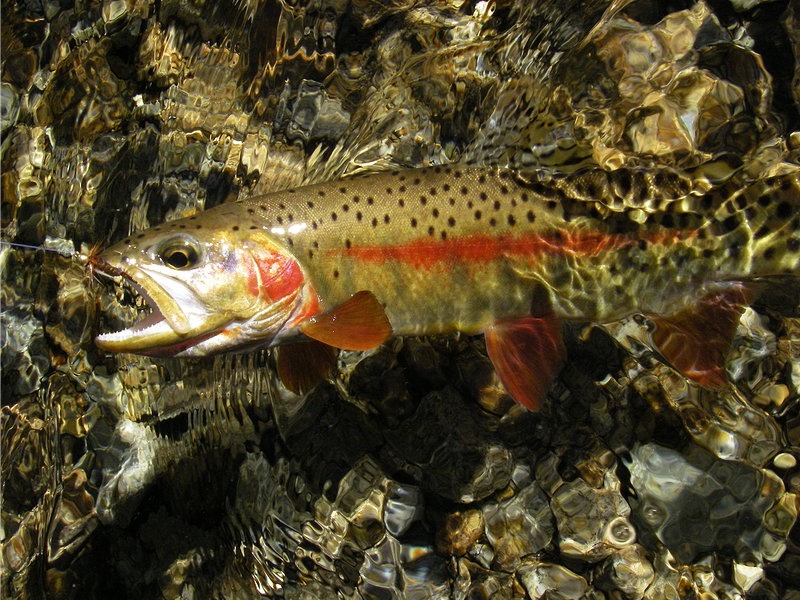 fly fishing in the idaho wilderness