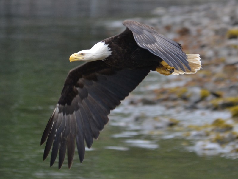 Idaho Jet Boat trips eagle watching